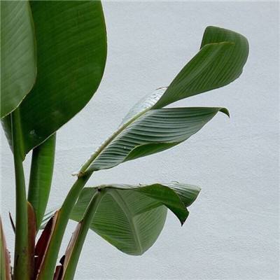 博鱼棋盘官方网站